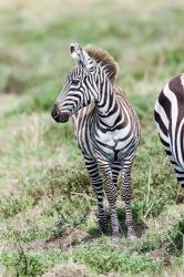 Plains zebra, Maasai Mara, Kenya | Obraz na stenu
