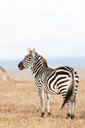 Plains zebra or common zebra in Solio Game Reserve, Kenya, Africa. | Obraz na stenu