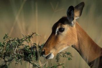 Kenya, Lake Nakuru NP, Impala wildlife | Obraz na stenu