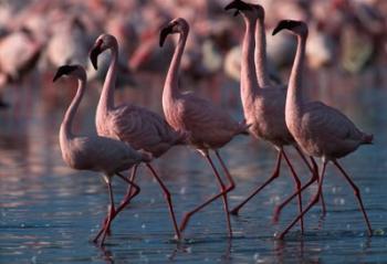 Lesser Flamingoes, Lake Nakuru National Park, Kenya | Obraz na stenu