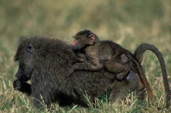 Kenya, Masai Mara Game Reserve, Chacma Baboons wildlife | Obraz na stenu