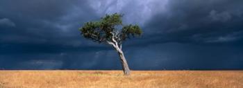 Lone Acacia on Savanna, Masai Mara Game Reserve, Kenya | Obraz na stenu