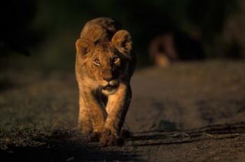 Lion Cub Stalking, Masai Mara Game Reserve, Kenya | Obraz na stenu