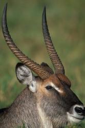 Waterbuck Resting in Musiara Marsh, Masai Mara Game Reserve, Kenya | Obraz na stenu