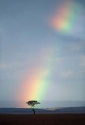 Rainbow Forms Amid Rain Clouds, Masai Mara Game Reserve, Kenya | Obraz na stenu