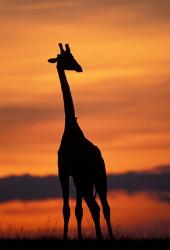 Giraffe Silhouetted, Masai Mara Game Reserve, Kenya | Obraz na stenu