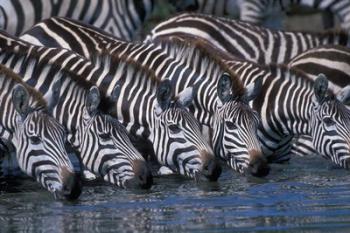 Plains Zebra Herd Drinking, Telek River, Masai Mara Game Reserve, Kenya | Obraz na stenu