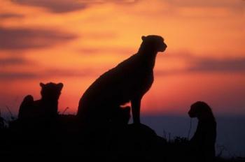 Cheetah Silhouetted By Sunset, Masai Mara Game Reserve, Kenya | Obraz na stenu