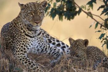 Leopard and Cub Resting, Masai Mara Game Reserve, Kenya | Obraz na stenu