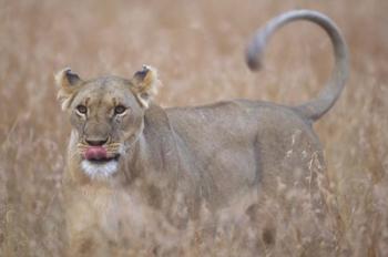 Lioness in Tall Grass on Savanna, Masai Mara Game Reserve, Kenya | Obraz na stenu