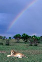 Lioness Resting Under Rainbow, Masai Mara Game Reserve, Kenya | Obraz na stenu