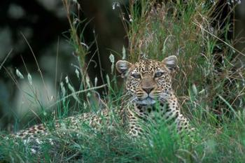 Leopard Resting along Telek River, Masai Mara Game Reserve, Kenya | Obraz na stenu