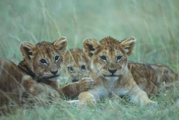 Lion Cubs Rest in Grass, Masai Mara Game Reserve, Kenya | Obraz na stenu