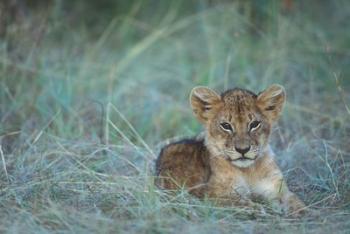 Lion Cub Rests in Grass, Masai Mara Game Reserve, Kenya | Obraz na stenu