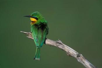 Kenya, Masai Mara Game Reserve, Little Bee Eater bird | Obraz na stenu