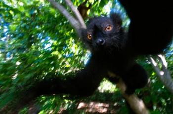 Black Lemurs, Northern Madagascar | Obraz na stenu