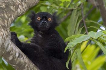 Madagascar Wild Black Lemur Male | Obraz na stenu