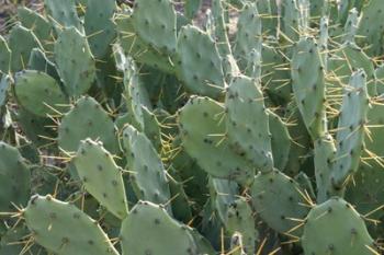 Prickly Pear Cactus | Obraz na stenu