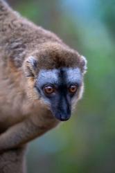 Lemur, Perinet Reserve, Toamasina, Madagascar | Obraz na stenu