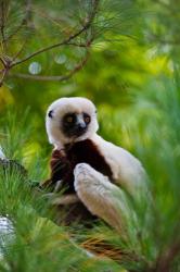 Coquerel's Sifaka, Perinet Reserve, Toamasina, Madagascar | Obraz na stenu