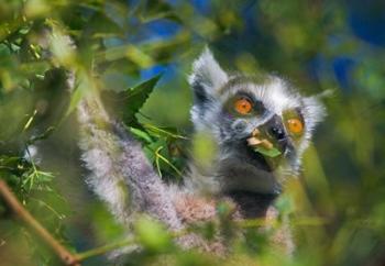Ring-Tailed Lemur, Madagascar | Obraz na stenu