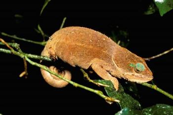 Malagasy Chameleon on Branch, Montagne D'Ambre National Park, Madagascar | Obraz na stenu