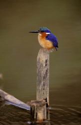 Madagascar, La Madraka. Malagasy Kingfisher | Obraz na stenu