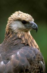 Giant Coua Sunbathing, Berenty Private Reserve, Madagascar | Obraz na stenu