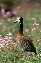 Knob-billed Duck, La Madraka, Madagascar | Obraz na stenu