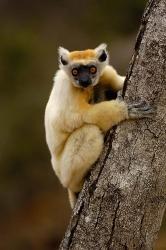 Golden-crowned sifaka, Daraina, MADAGASCAR | Obraz na stenu