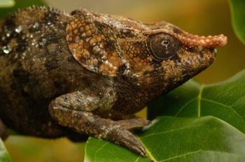 Short-horned chameleon lizard, MADAGASCAR. | Obraz na stenu