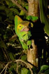 Parson's chameleon lizard, Ranomafana NP, Madagascar | Obraz na stenu