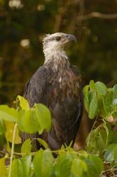 Madagascar fish eagle, Ankarafantsika Nature Reserve | Obraz na stenu