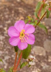 Africa; Malawi; Mt Mulanje; Pink flower on Mt. Mulanje | Obraz na stenu