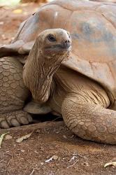 Seychelle Aldabran Land Tortoise, Casela Park, Mauritius | Obraz na stenu