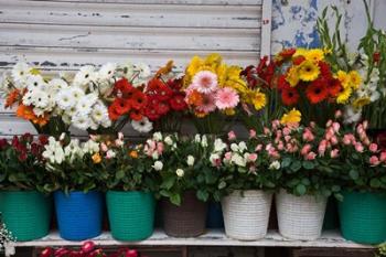 Flower Market, Port Louis, Mauritius | Obraz na stenu