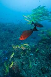 Mozambique, Guinjata Bay, Jangamo Beach, Tropical fish | Obraz na stenu