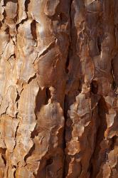 Bark on trunk of Quiver Tree, near Fish River Canyon, Namibia | Obraz na stenu