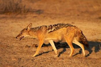 Black-backed jackal, Canis mesomelas, Etosha NP, Namibia, Africa. | Obraz na stenu