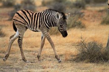 Burchells zebra foal, burchellii, Etosha NP, Namibia, Africa. | Obraz na stenu