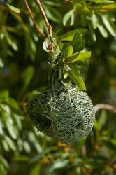 Nest of Southern masked weaver, Etosha NP, Namibia, Africa. | Obraz na stenu