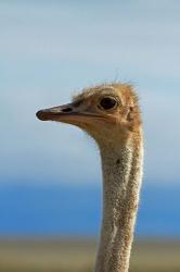 Ostrich, Struthio camelus, Etosha NP, Namibia, Africa. | Obraz na stenu