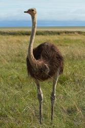 Ostrich, Etosha National Park, Namibia | Obraz na stenu