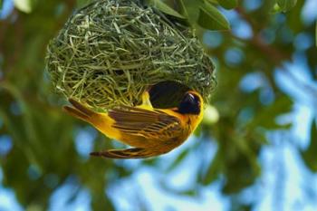 Southern Masked Weaver at nest, Etosha National Park, Namibia | Obraz na stenu