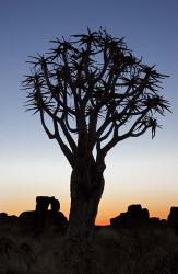 Quiver Tree Forest, Kokerboom at Sunset, Keetmanshoop, Namibia | Obraz na stenu