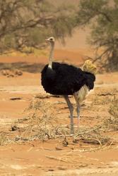 Sossusvlei Male Ostrich, Namib-Naukluft National Park,  Namibia | Obraz na stenu