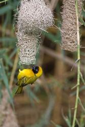 Male Masked Weaver Building a Nest, Namibia | Obraz na stenu