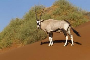 Oryx, Namib-Naukluft National Park, Namibia | Obraz na stenu