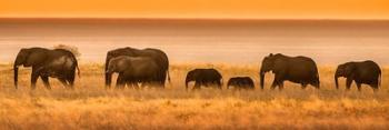 Etosha National Park, Namibia, Elephants Walk In A Line At Sunset | Obraz na stenu