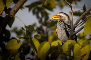 Etosha National Park, Namibia, Yellow-Billed Hornbill Perched In A Tree | Obraz na stenu